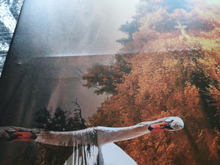 Paveikslas ant drobės, Gulbė tvenkinyje rudenį išpardavimas Paveikslai ant drobės Gera namie - Geranamie.lt