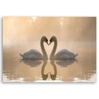 Paveikslas ant drobės, Tvenkinio gulbės ryto šviesoje Paveikslai ant drobės Gera namie - Geranamie.lt