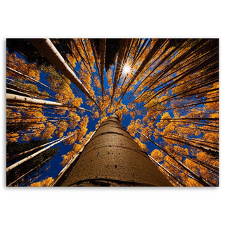 Paveikslas ant drobės, Medžių viršūnės Paveikslai ant drobės Gera namie - Geranamie.lt