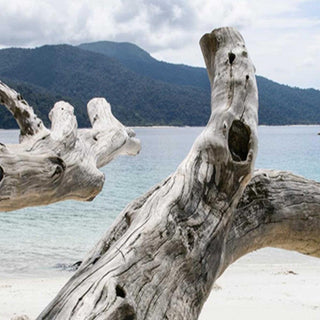 Sukiojama širma, Nugludintos medžių šakos paplūdimyje Širmos Gera namie - Geranamie.lt