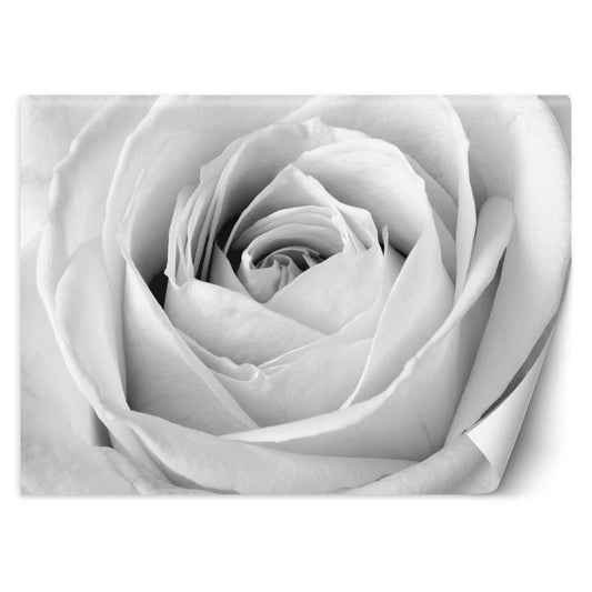 Tapetai, Balta rožė iš arti