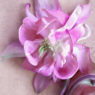 Klasikinė širma, Puošni orchidėja Širmos Gera namie - Geranamie.lt