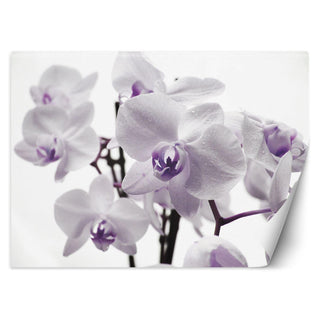 Fototapetai, Žydinti orchidėja Tapetai Gera namie - Geranamie.lt