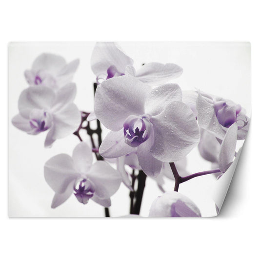 Tapetai, Žydinti orchidėja
