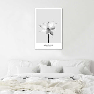 White lotus flower - Print