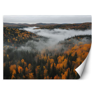 Wallpaper, Forest in fog nature landscape