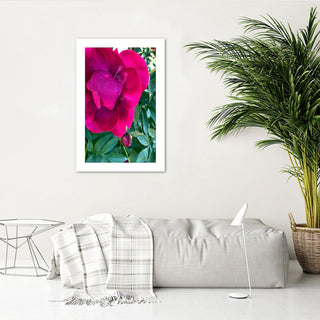 Pink peony print