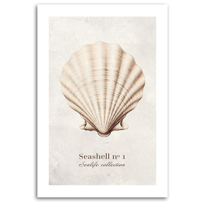 Painting on canvas, Sea shell
