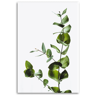 Painting on canvas, Eucalyptus