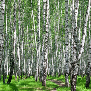 Sukiojama širma, Kelias per beržyną - Gera namie