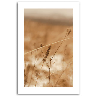 Painting on canvas, Grasses